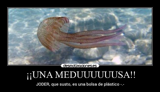 ¡¡UNA MEDUUUUUUSA!! -