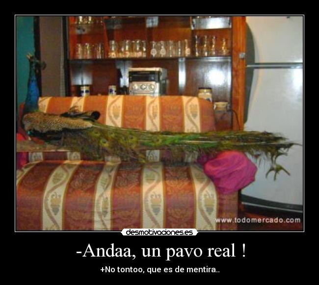 -Andaa, un pavo real ! -