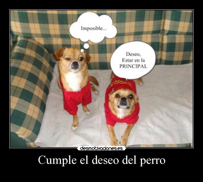 Cumple el deseo del perro -