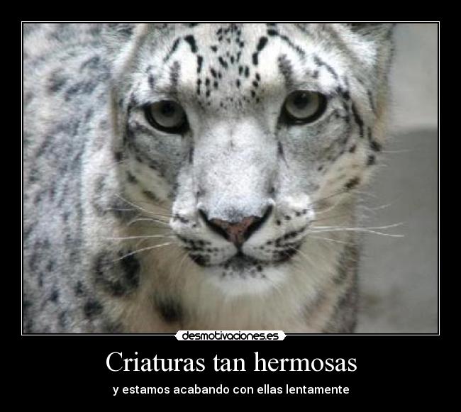 Criaturas tan hermosas -