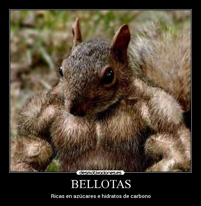 BELLOTAS -
