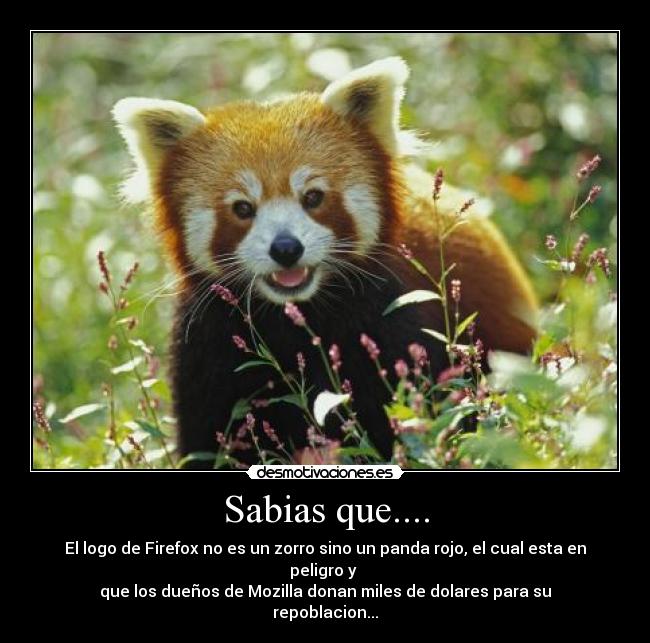 Sabias que.... - El logo de Firefox no es un zorro sino un panda rojo, el cual esta en peligro y 
que los dueños de Mozilla donan miles de dolares para su repoblacion...
