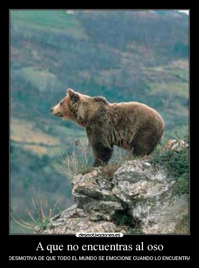 A que no encuentras al oso - 