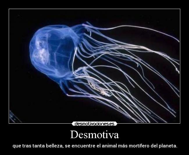 Desmotiva - que tras tanta belleza, se encuentre el animal más mortífero del planeta.