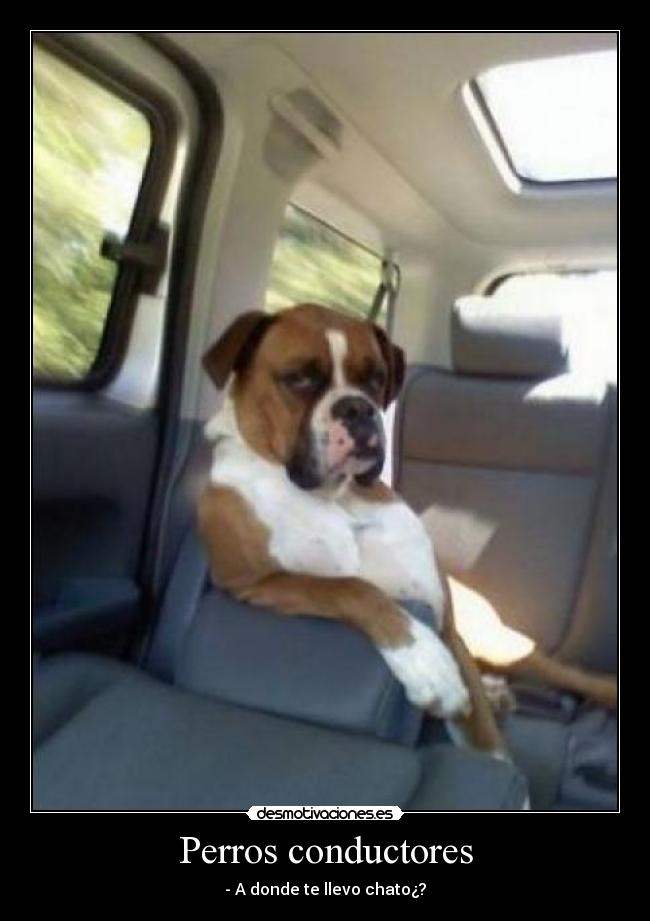 Perros conductores - - A donde te llevo chato¿?