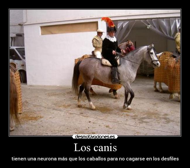 Los canis -