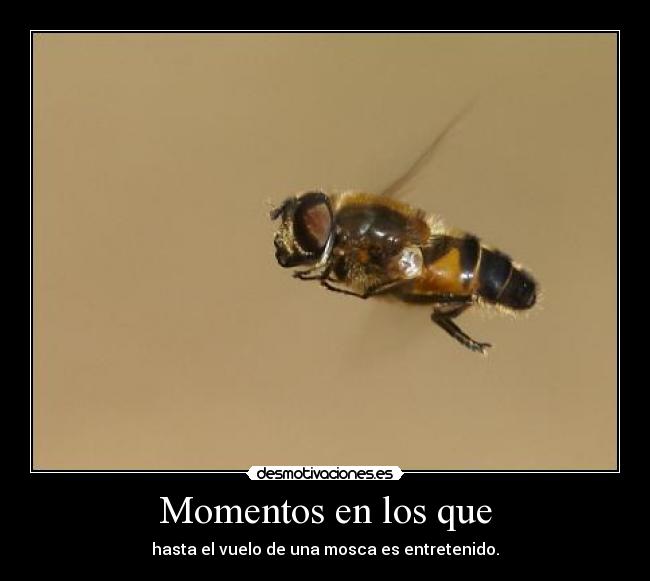 Momentos en los que - hasta el vuelo de una mosca es entretenido.