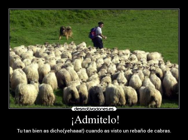 ¡Admitelo! - Tu tan bien as dicho(yehaaa!) cuando as visto un rebaño de cabras.