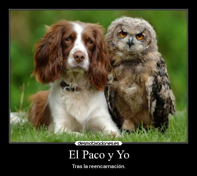 El Paco y Yo - Tras la reencarnación.