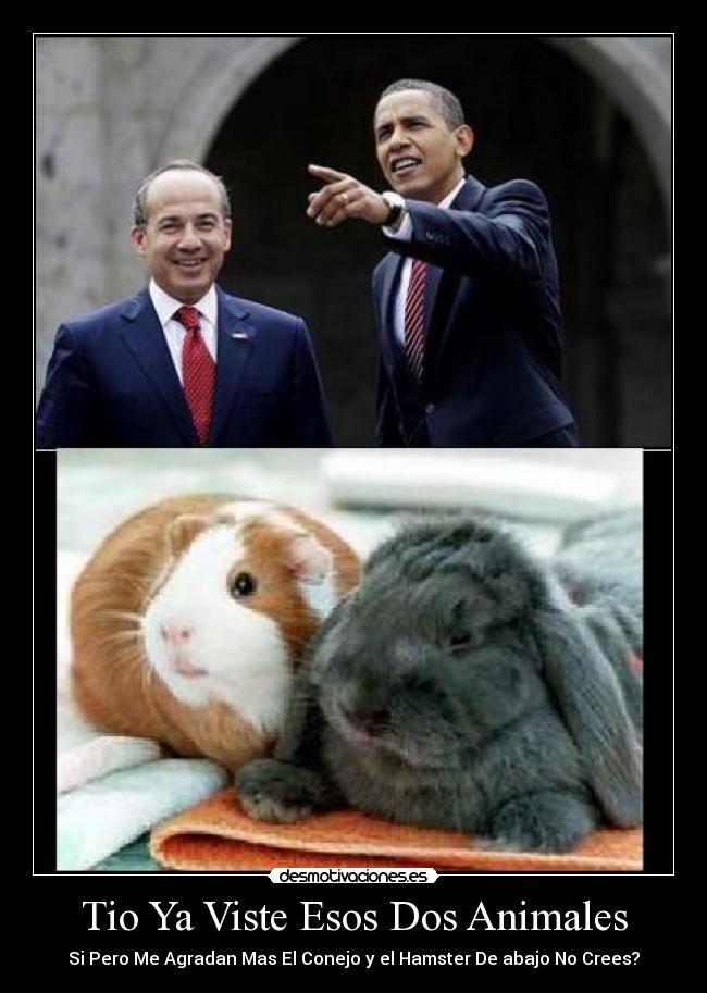 Tio Ya Viste Esos Dos Animales -