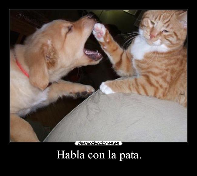 Habla con la pata. -