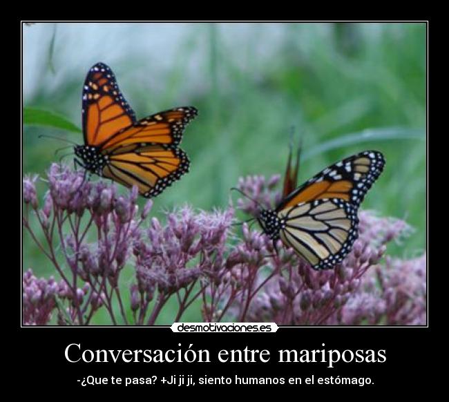 Conversación entre mariposas -