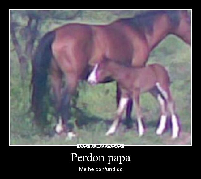 Perdon papa - 