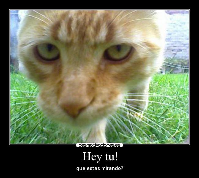 carteles gatoslalalal oka desmotivaciones