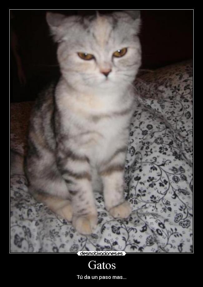 Gatos -
