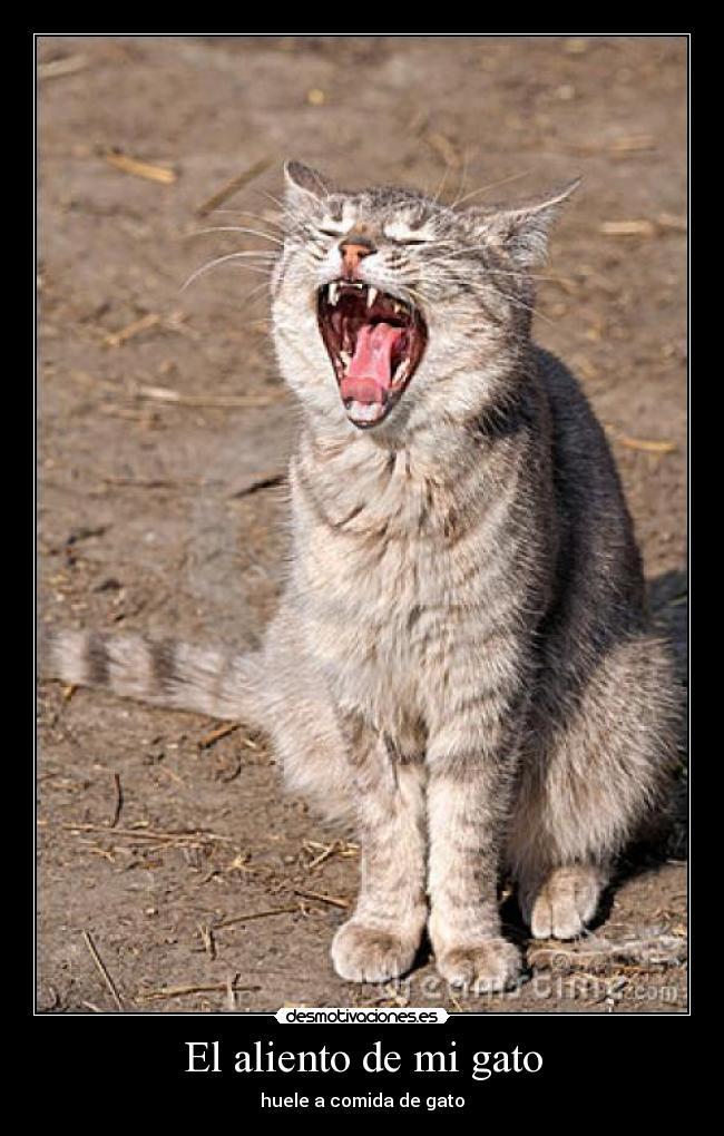 El aliento de mi gato -