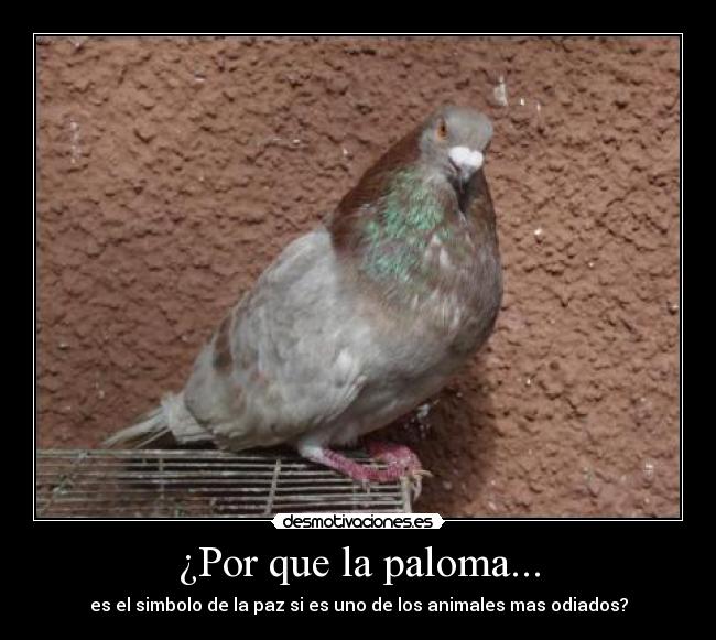 ¿Por que la paloma... - es el simbolo de la paz si es uno de los animales mas odiados?