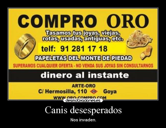Canis desesperados -