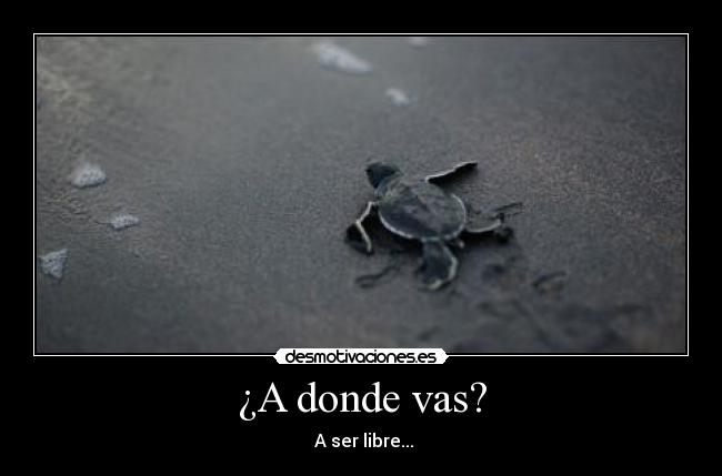 ¿A donde vas? - A ser libre...