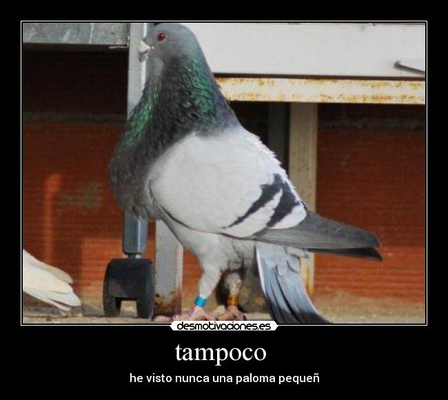 tampoco -