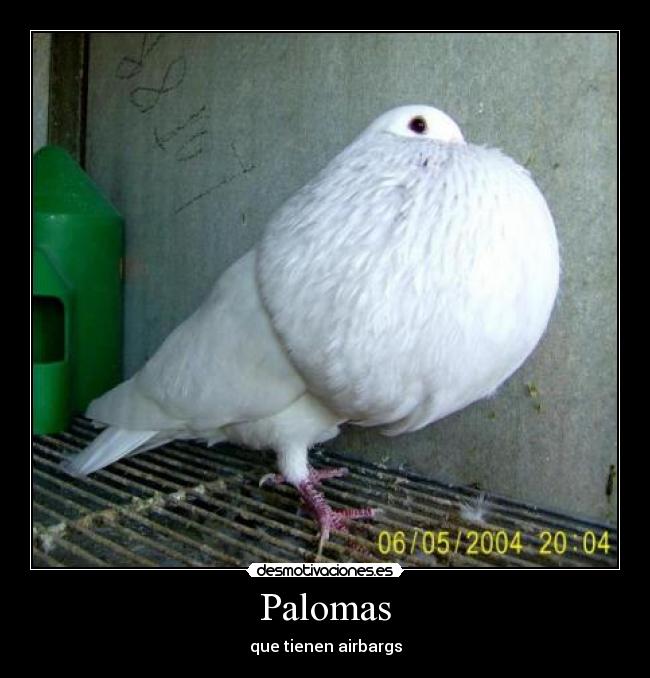 Palomas - que tienen airbargs