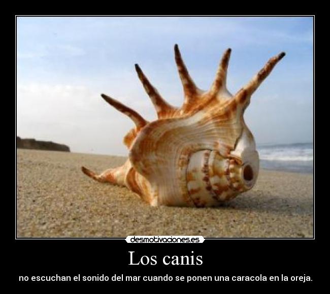 Los canis - no escuchan el sonido del mar cuando se ponen una caracola en la oreja.