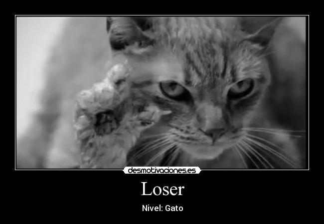 carteles loser gato humor chiste desmotivaciones