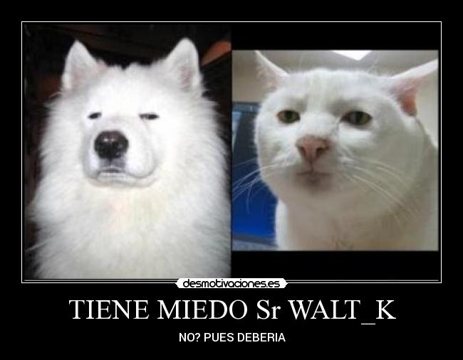TIENE MIEDO Sr WALT_K -