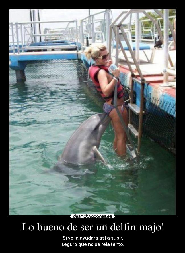 Lo bueno de ser un delfín majo! - Si yo la ayudara así a subir,
seguro que no se reía tanto.