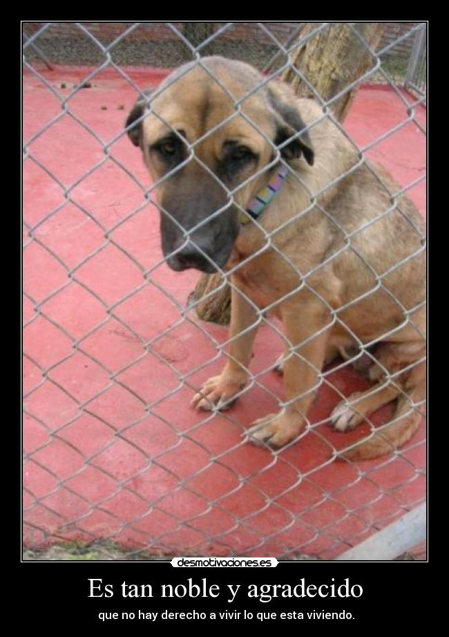 Es tan noble y agradecido -