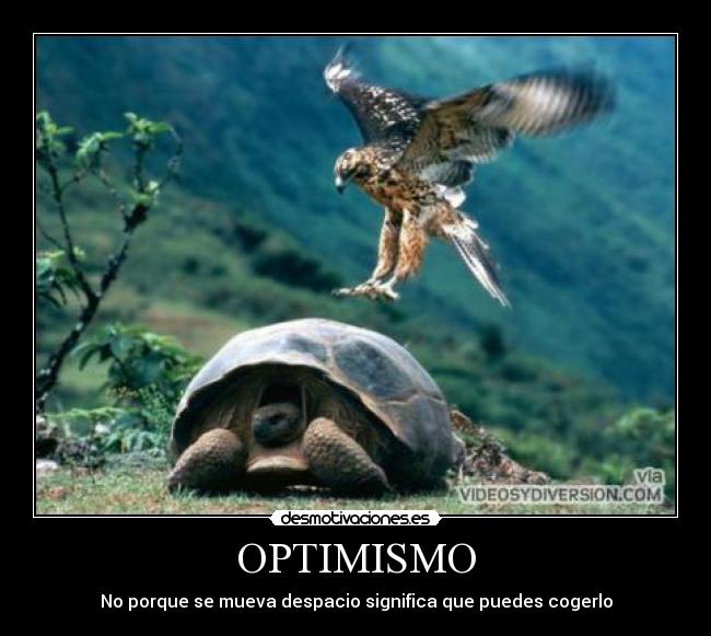 carteles tortuga aguila optimista fail desmotivaciones