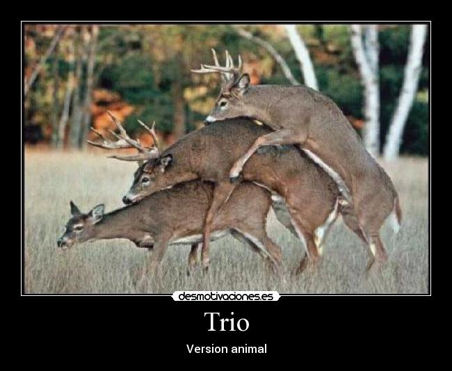 Trio - Version animal