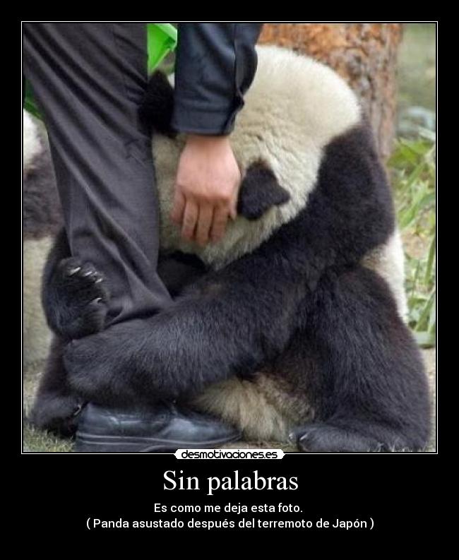 Sin palabras - Es como me deja esta foto. 
( Panda asustado después del terremoto de Japón )
