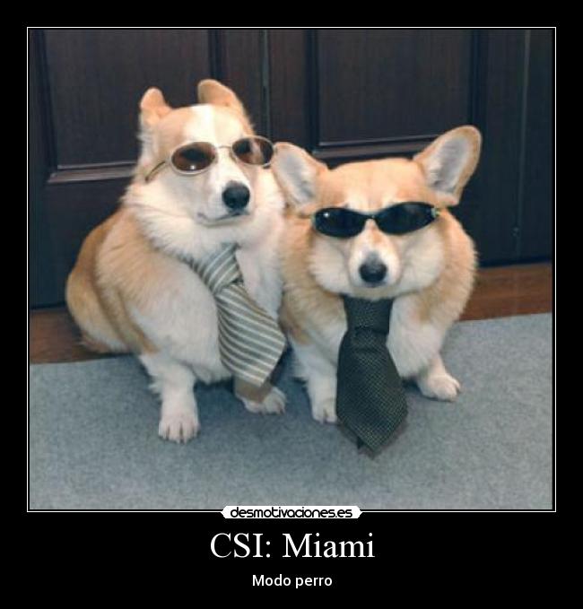 carteles csi miami modo perro oracio desmotivaciones