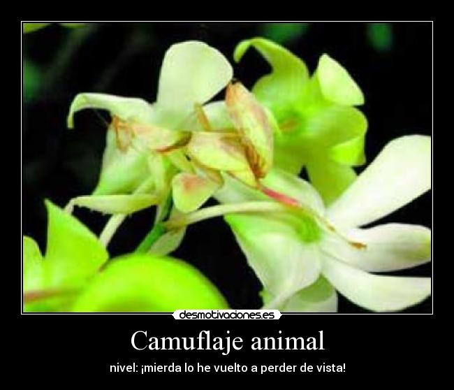 Camuflaje animal -