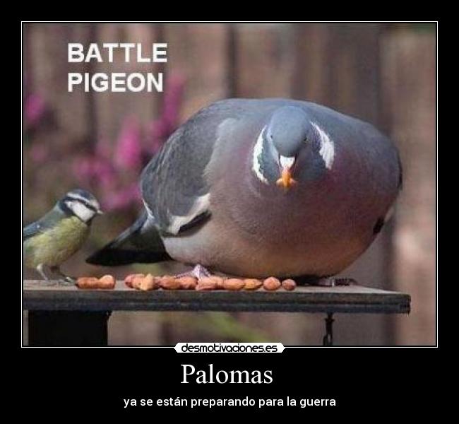Palomas - ya se están preparando para la guerra