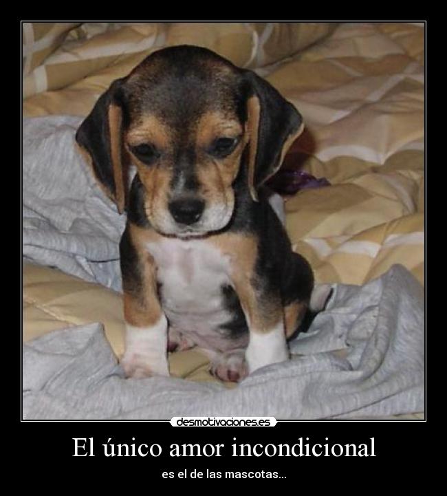 carteles amor mascotasamorincondicional desmotivaciones