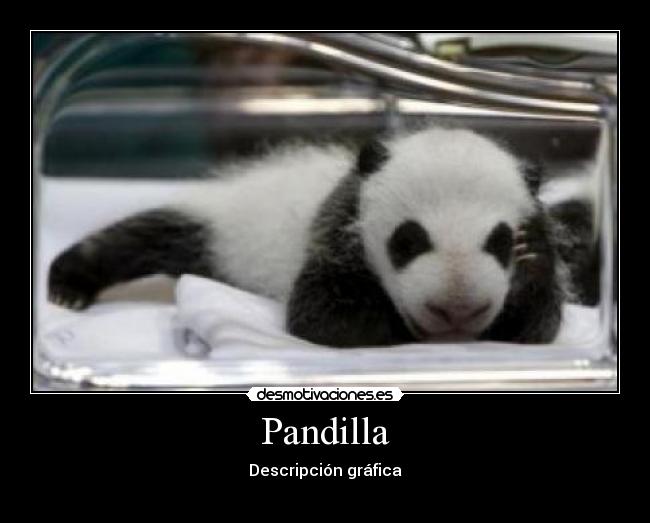 Pandilla -