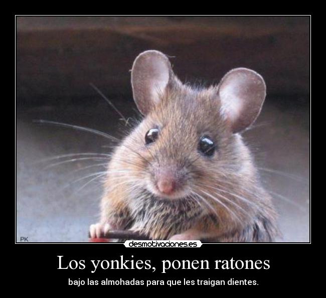 Los yonkies, ponen ratones - bajo las almohadas para que les traigan dientes.