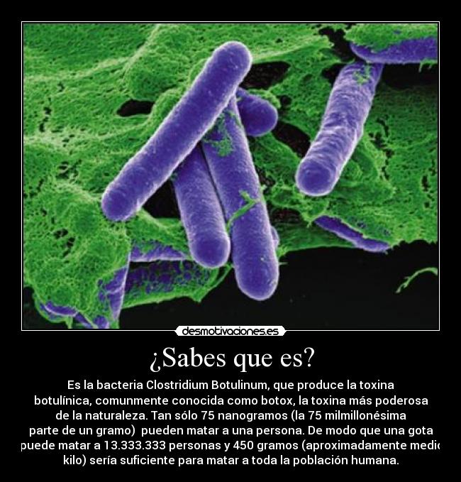 ¿Sabes que es? - Es la bacteria Clostridium Botulinum, que produce la toxina
botulínica, comunmente conocida como botox, la toxina más poderosa
de la naturaleza. Tan sólo 75 nanogramos (la 75 milmillonésima
parte de un gramo) pueden matar a una persona. De modo que una gota
puede matar a 13.333.333 personas y 450 gramos (aproximadamente medio
kilo) sería suficiente para matar a toda la población humana.