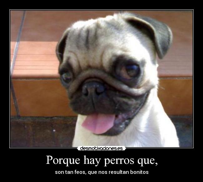 Porque hay perros que, - son tan feos, que nos resultan bonitos