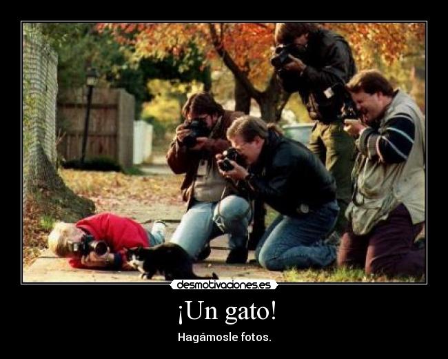 ¡Un gato! - Hagámosle fotos.