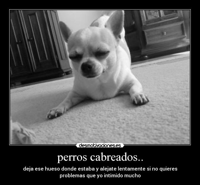 perros cabreados.. - deja ese hueso donde estaba y alejate lentamente si no quieres
problemas que yo intimido mucho