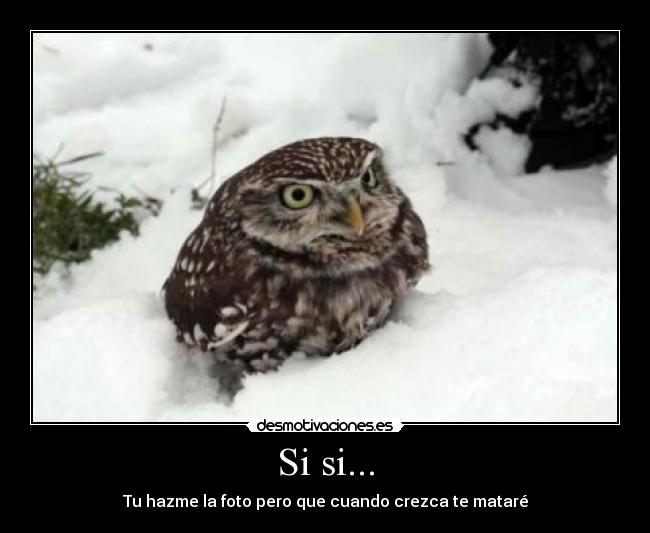 Si si... - Tu hazme la foto pero que cuando crezca te mataré