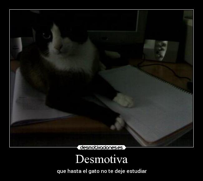 Desmotiva - que hasta el gato no te deje estudiar
