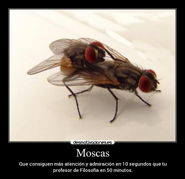 Moscas - 