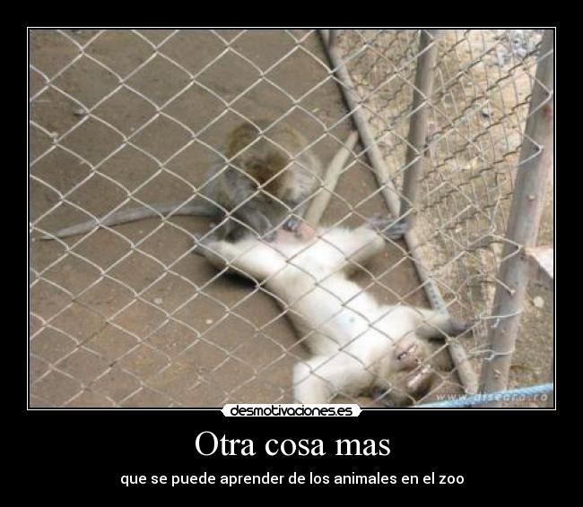 Otra cosa mas - que se puede aprender de los animales en el zoo