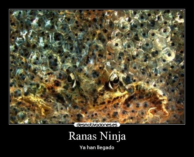 Ranas Ninja -