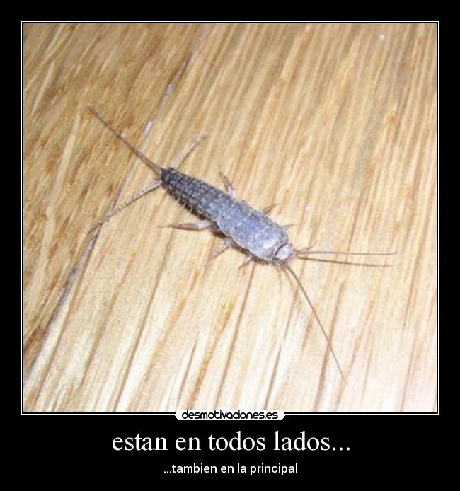 estan en todos lados... - ...tambien en la principal