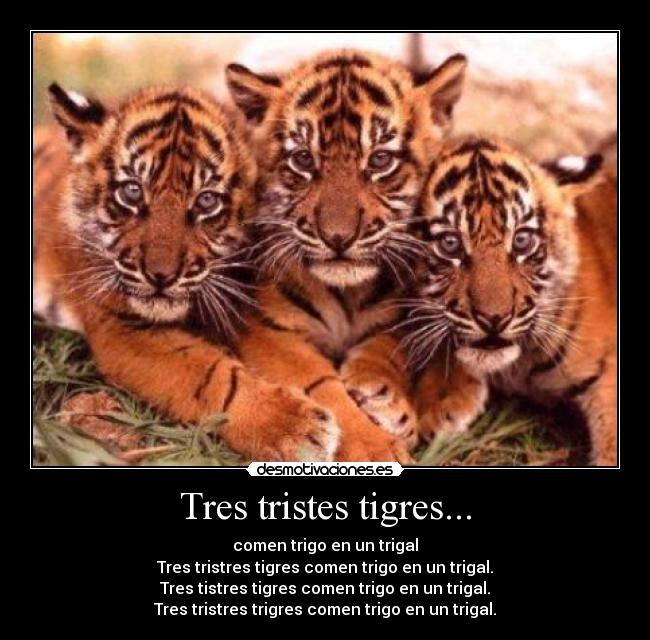 Tres tristes tigres... - 